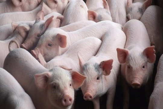 Sẽ chỉ được nuôi tối đa 1.020 con lợn trên mỗi kilômét vuông?