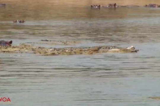 Bầy khỉ thông minh chớp thời cơ vượt sông đầy cá sấu