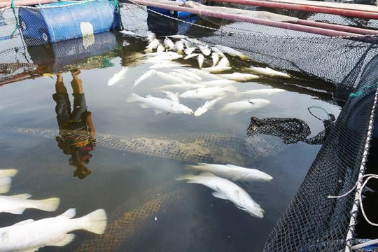 Hà Tĩnh: Gần 100 tấn cá nuôi lồng bè chết chưa rõ nguyên nhân