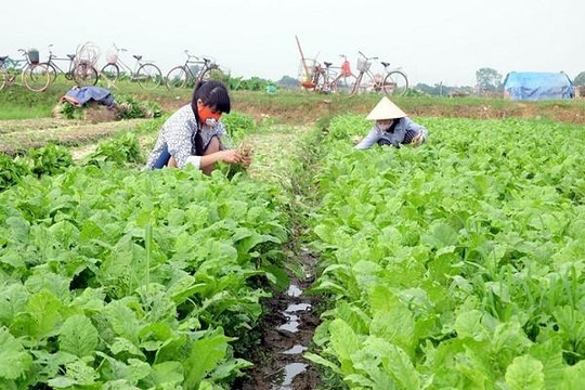 Thúc đẩy thực hiện BHXH cho nông dân hợp tác xã nông nghiệp