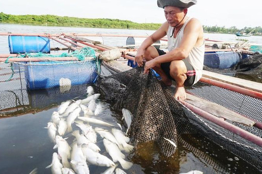 Hà Tĩnh: Nhận định ban đầu nguyên nhân cá nuôi lồng bè chết hàng loạt