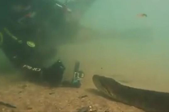 Thót tim cảnh thợ lặn đụng độ trăn Anaconda 7 mét dưới lòng sông 