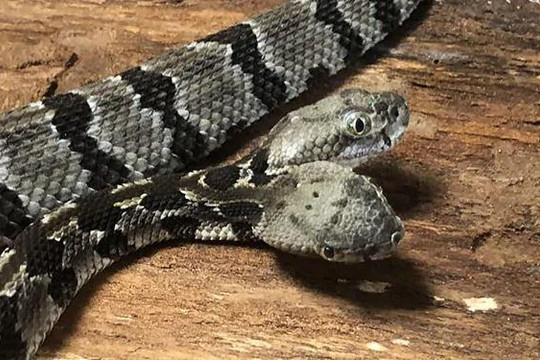 Phát hiện con rắn chuông hai đầu hiếm có ở Mỹ