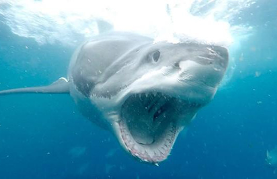 Săn mồi thất bại, cá mập trắng lao thẳng vào thợ lặn