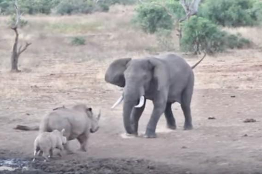 Tê giác mẹ kịch chiến với voi để bảo vệ con