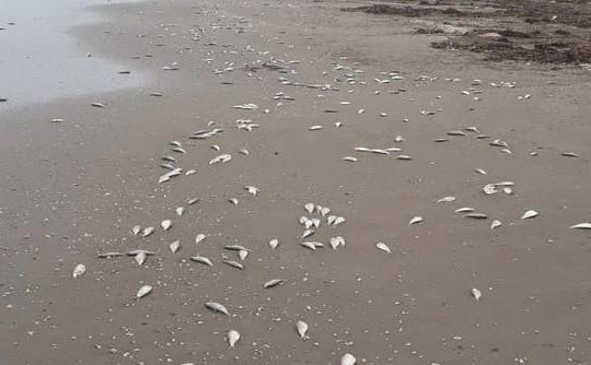 Gần 2 tấn cá chết dạt vào bờ biển Hà Tĩnh