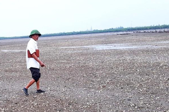 Hàng trăm tấn ngao chết ở Hà Tĩnh là do sốc nước ngọt