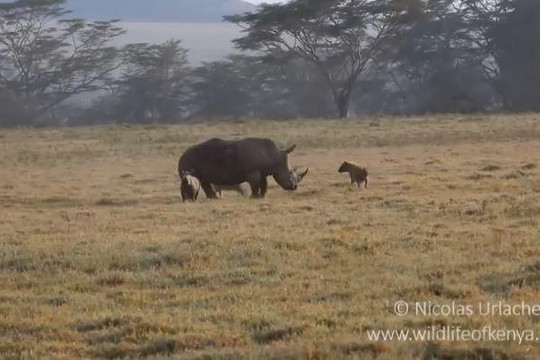 Tê giác mẹ quyết chiến với 2 con linh cẩu để bảo vệ con