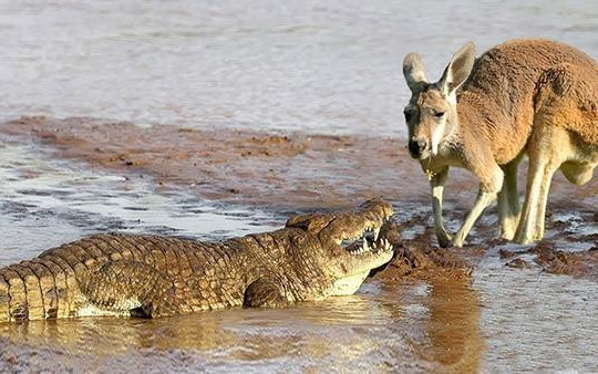 Mon men uống nước gần lãnh địa cá sấu, kangaroo bị tóm gọn