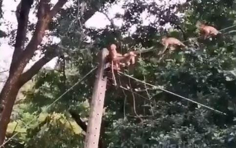 Cố cứu đồng loại kẹt trên cột điện, đàn khỉ bị giật chết thảm