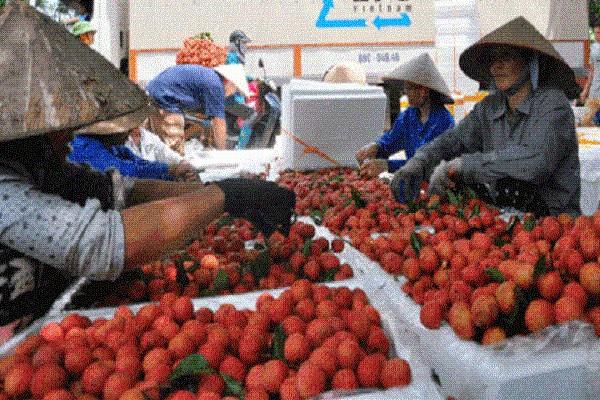 Nông dân Việt Nam bàn cách đi chợ thế giới