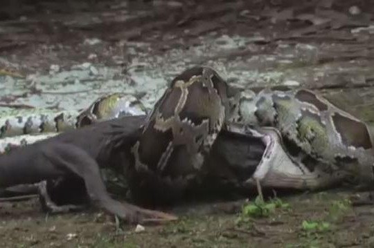 Dùng sức nuốt trọn cá sấu, trăn khổng lồ trả giá bằng mạng sống