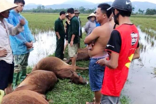 Hà Tĩnh: Một người trọng thương, 6 con bò chết vì sét