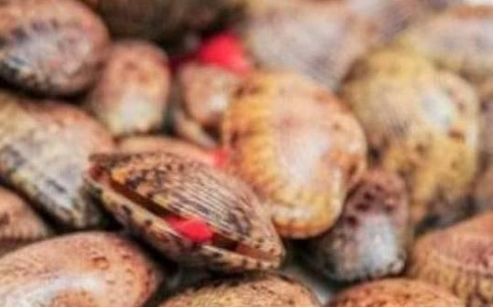 Cà Mau: Phạt người tung tin ăn sò lụa đỏ tử vong 10 triệu đồng