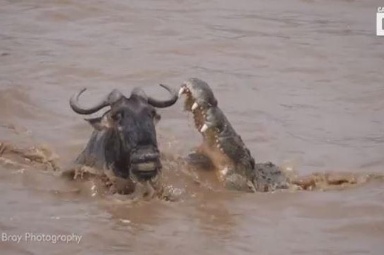Cá sấu tung nhát cắn chí mạng dìm chết linh dương đầu bò đang qua sông