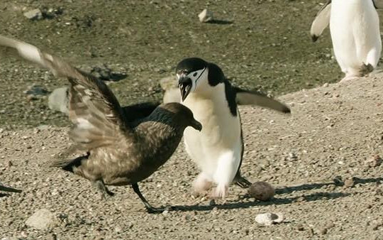 Clip chim cánh cụt đánh đuổi chim cướp biển để bảo vệ trứng