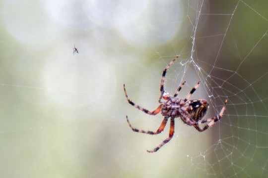 Bắt chước nhện để phát triển băng dính phẫu thuật