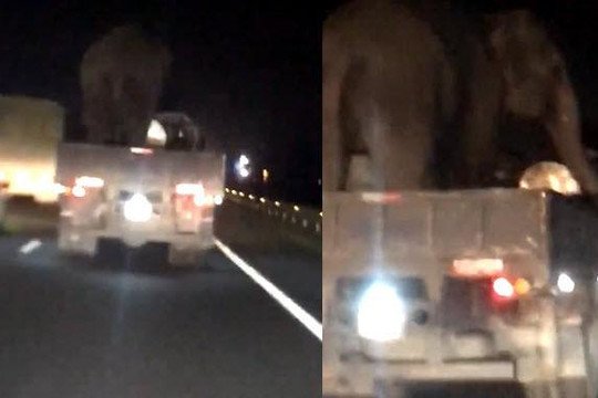 Clip ô tô chở voi trên cao tốc Pháp Vân - Cầu Giẽ khiến tài xế đi sau hoang mang