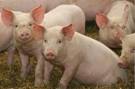 Dịch tả lợn châu Phi sẽ khiến 1/4 số lợn trên thế giới bị chết