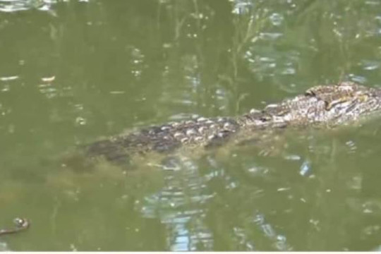 Cần Thơ: Nhắc nhở người đăng tin ‘cá sấu lớn nổi đầu trên sông’