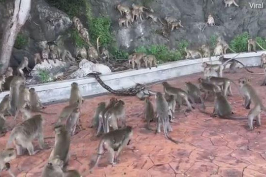 Bầy khỉ tấn công trăn khổng lồ để giải cứu đồng loại