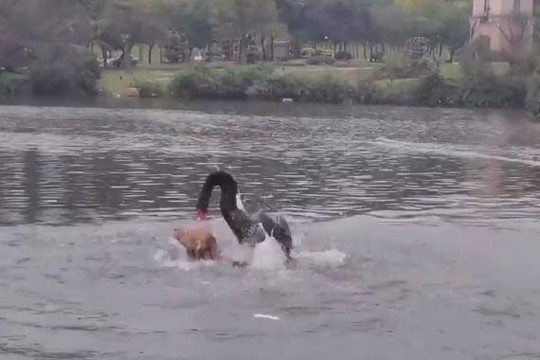 Bơi trong hồ nước, chú chó bị thiên nga đen tấn công dữ dội