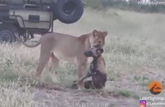 Bị sư tử ngoạm chặt cổ, chó hoang giả chết tẩu thoát ngoạn mục