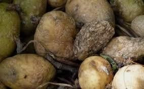 Nga dùng selenium bào chế thuốc ngừa bệnh đốm vòng cho khoai tây