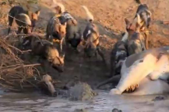 Đàn chó hoang liều lĩnh tấn công bầy cá sấu để cướp mồi