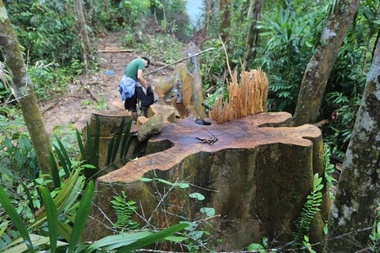Quảng Nam khởi tố hình sự vụ phá rừng ở xã Trà Nú