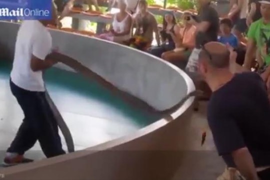 Đang biểu diễn, rắn hổ mang 'phát điên' lao đến tấn công khán giả