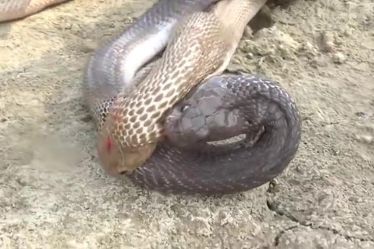 Bầy rắn hổ mang Ấn Độ dùng chiêu độc khiến đối thủ bất tỉnh tại chỗ