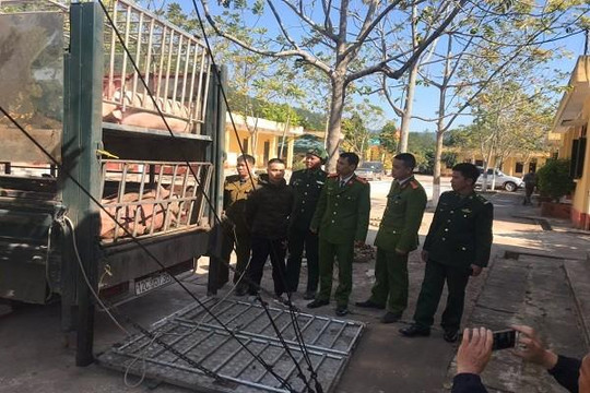 Chuyển cơ quan điều tra vụ hàng tấn thịt lợn không nguồn gốc tuồn vào Việt Nam