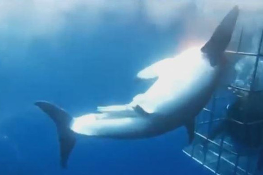 Cá mập trắng lao vào lồng sắt tấn công thợ lặn và cái kết kinh hoàng