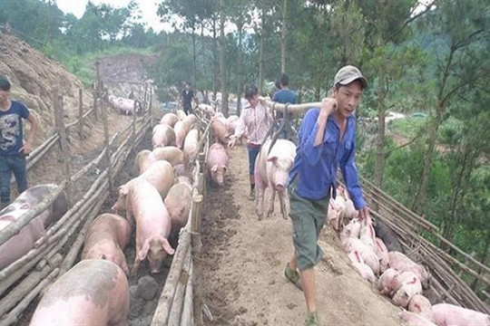 Không có tình trạng xuất lậu lợn sang Trung Quốc dịp cuối năm