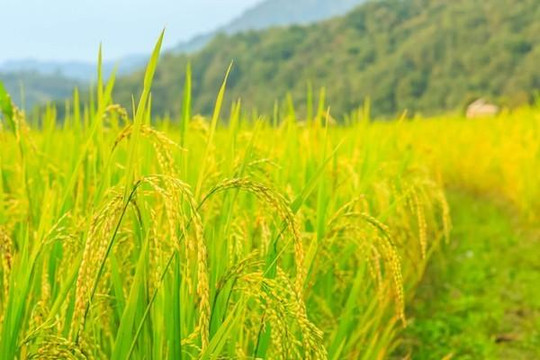 Diện tích lúa 2019 đã giảm hơn 100 nghìn ha so với 2018 