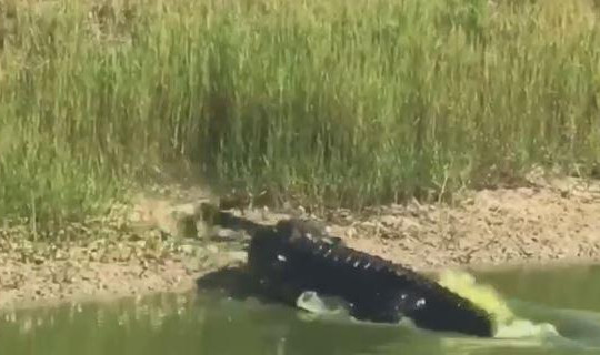 Cá sấu mõm ngắn tung đòn hiểm quật chết rắn lục trong tích tắc