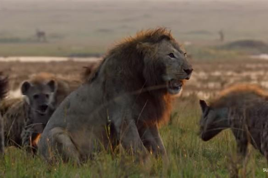 Bị hơn 20 con linh cẩu cắn xé, sư tử may mắn thoát chết nhờ đồng loại