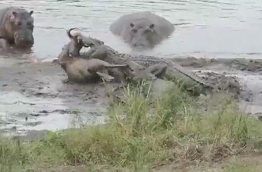 Bị cá sấu ngoạm chặt cổ, linh dương đầu bò được hà mã giải cứu