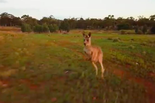 Kangaroo nổi thói 'côn đồ' đánh rơi máy bay không người lái