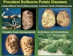 Luân canh trồng các loại cải để chống bệnh cho cây khoai tây