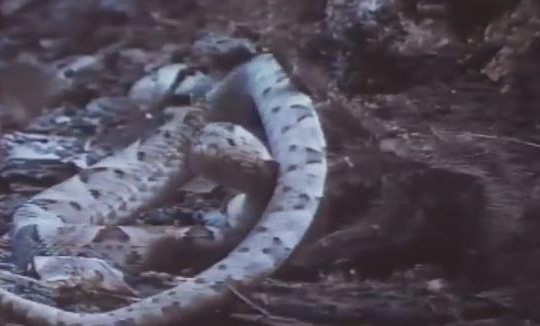 Săn nhện khổng lồ, rắn mất mạng bởi nọc độc của con mồi