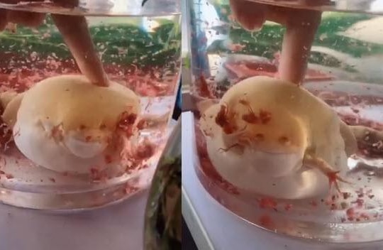 Clip thủy quái trong chậu cá vạn người không biết tên