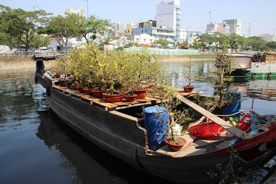 Xuân về khoe sắc trên bến Bình Đông, Sài Gòn-Chợ Lớn