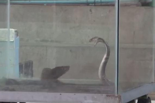 Trận kịch chiến giữa rắn hổ mang và cầy mangut trong lồng kính