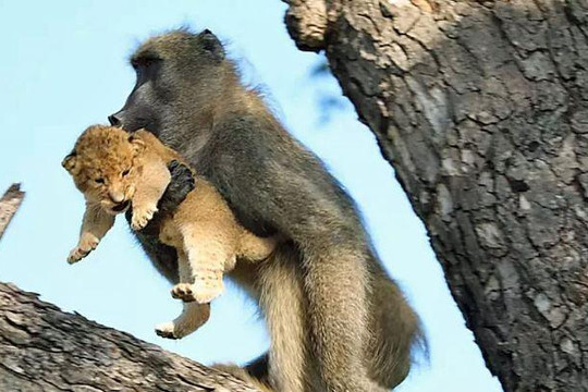 Clip khỉ đực già chăm sóc sư tử non như con đẻ