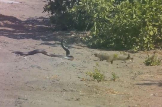 Bị 2 con cầy mangut bao vây, rắn hổ mang bỏ chạy trối chết