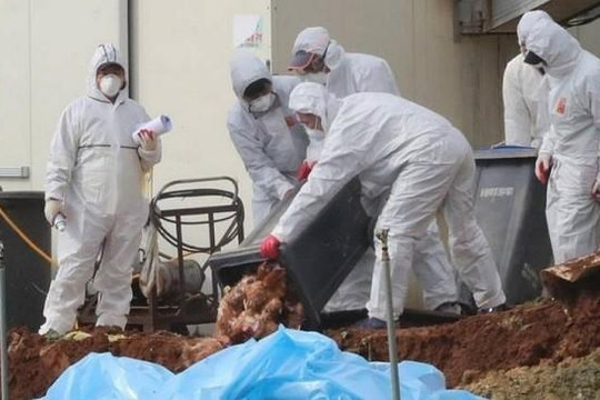 Trung Quốc công bố ổ dịch cúm H5N6