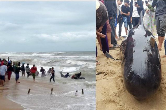 Clip hàng trăm người tới xem giải cứu và chạm cá voi lấy hên ở bờ biển Quảng Ngãi