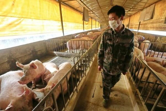 Trung Quốc có vắc xin ngừa tả heo châu Phi